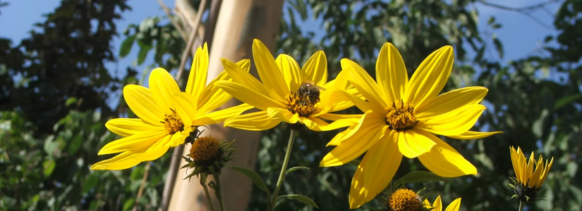 Photo of a bee working in the sun, 2007
