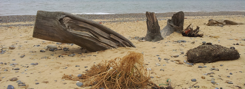 Photo of beach scene, Covehithe, 2014