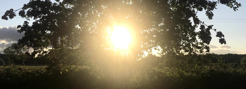 Photo of sun shining through hawthorn tree, Suffolk 2020